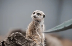 Meerkat standing upright and looking up